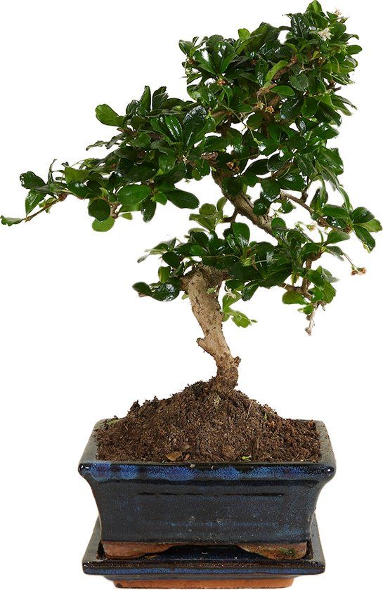 Carmona macrophylla - Bonsai S - MyPalmShop