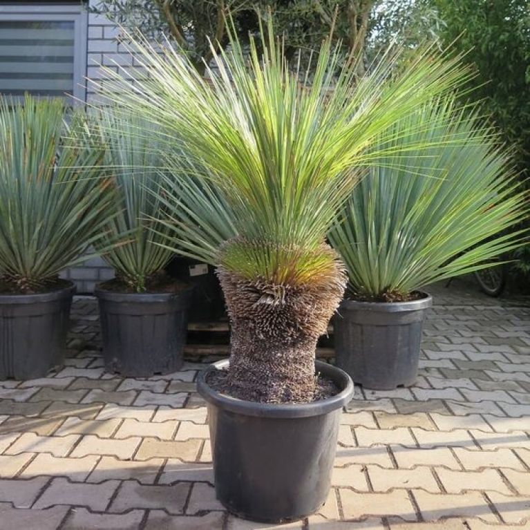 Xanthorrhoea glauca