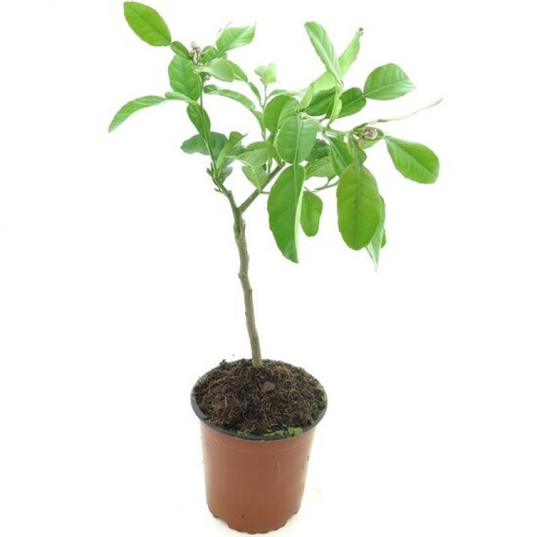 Citrus hystrix