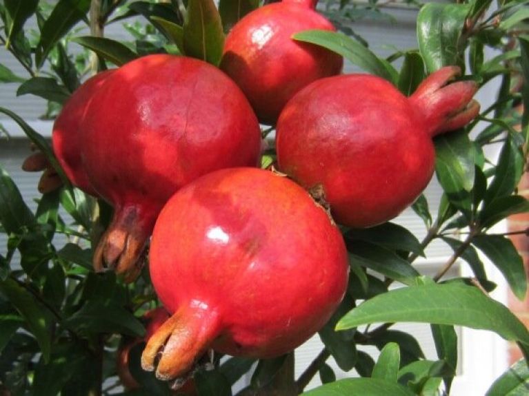 Punica granatum Dente di Cavallo