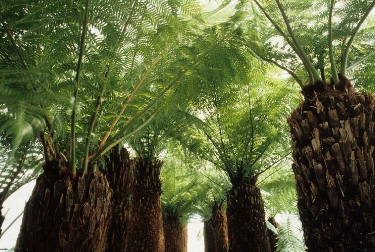 Dicksonia antarctica