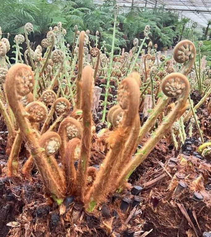 Dicksonia antarctica bare rooted trunk