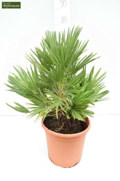 Chamaerops humilis Vulcano