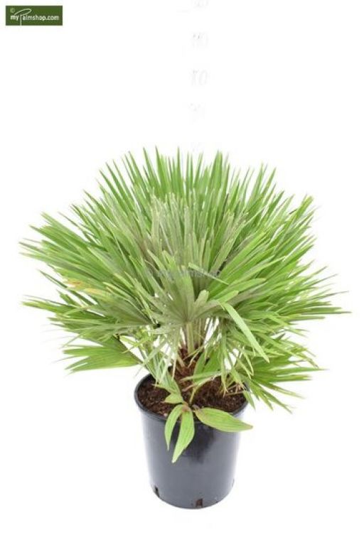 Chamaerops humilis Vulcano