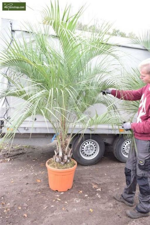Butia capitata var. odorata