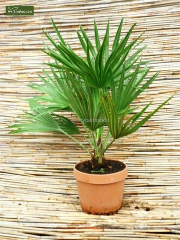 Chamaerops humilis Vulcano