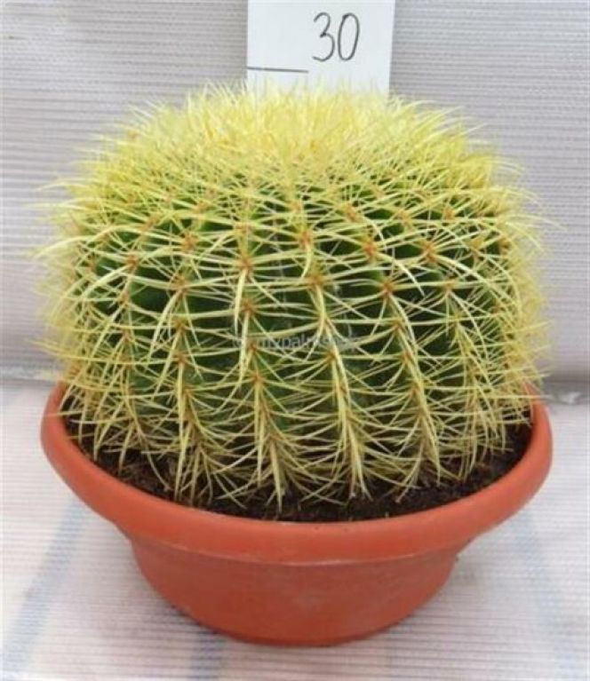 Echinocactus grusonii