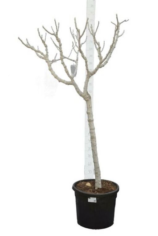 Ficus carica Brown Turkey