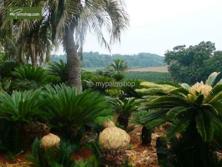 Cycas revoluta