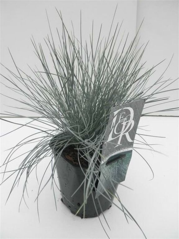 Festuca glauca Elijah Blue - set of 3