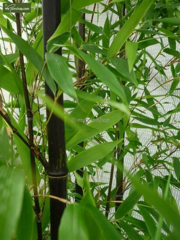 Phyllostachys nigra