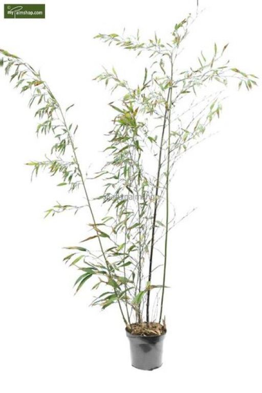 Phyllostachys nigra