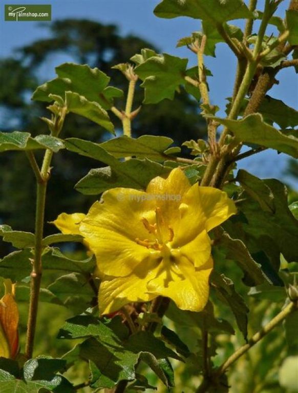 Fremontodendron California Glory
