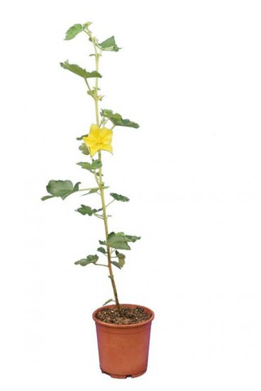 Fremontodendron California Glory