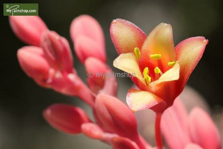 Hesperaloe parviflora