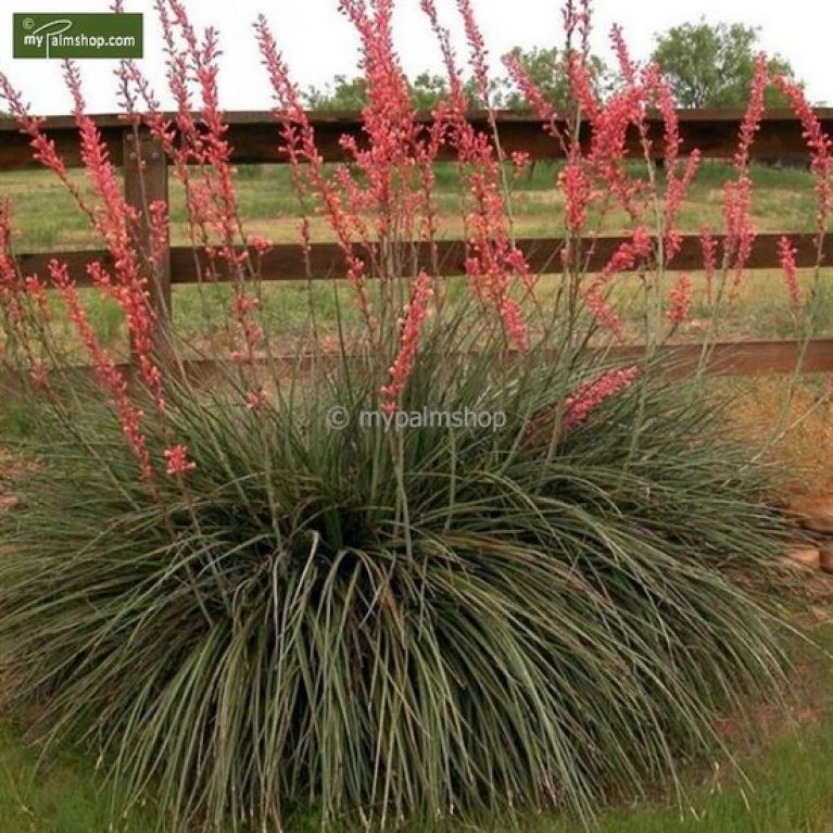 Hesperaloe parviflora