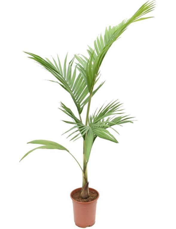 2662 - archontophoenix cunninghamiana 13 -0-150 23cm large  k m kk-min