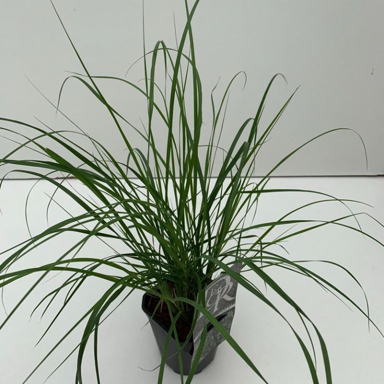 3258 pennisetum alopecuroides hameln c2 p13 k-min