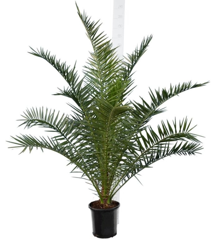 4834 - phoenix canariensis 180-200 26 custom k-min