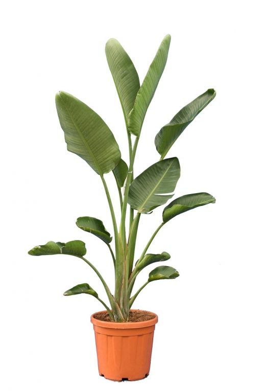 7679 - strelitzia nicolai 38 100-120-min