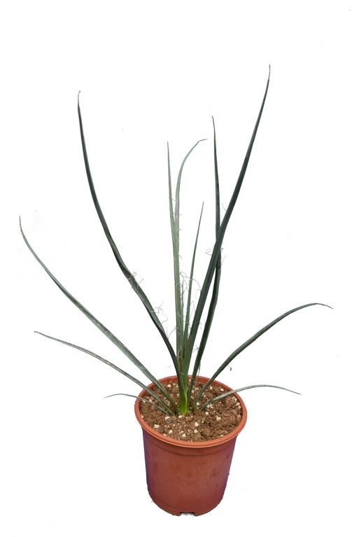 8267 - hesperaloe r rubra-min 1