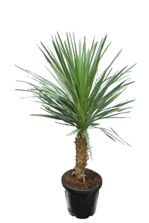 8662 - cordyline australis-min