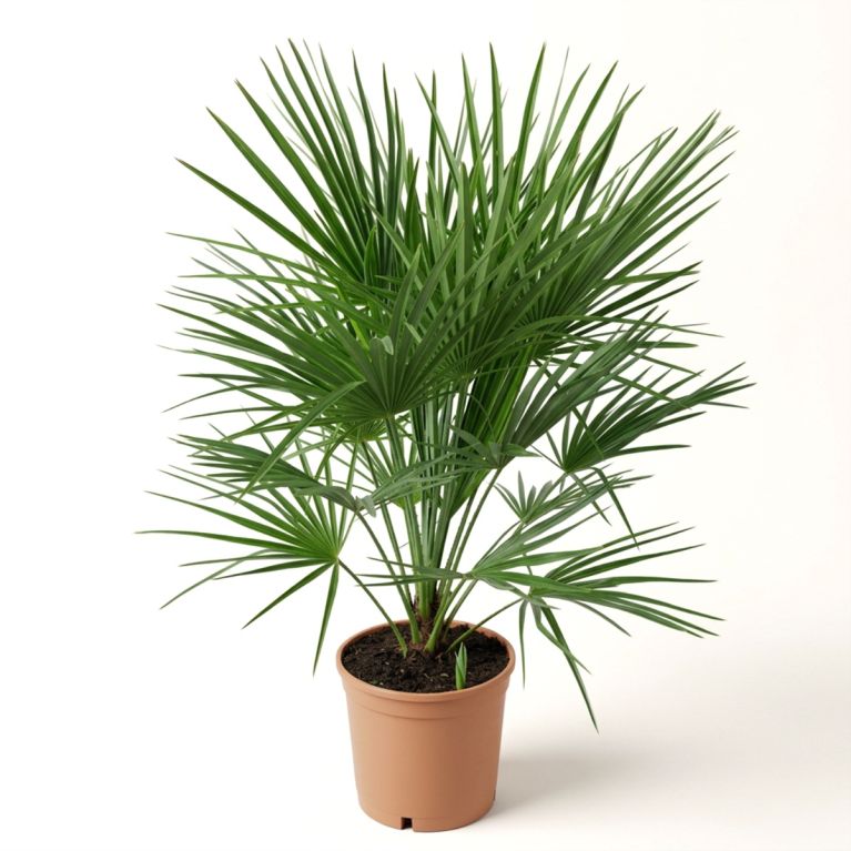 0001 chamaerops humilis
