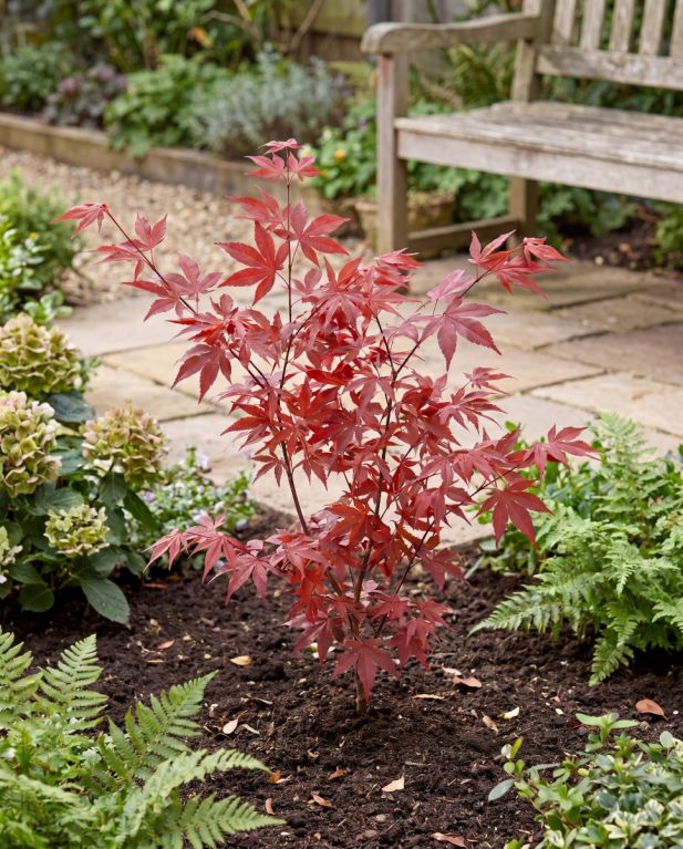 Acer-palmatum-atropurpureum-p10-3