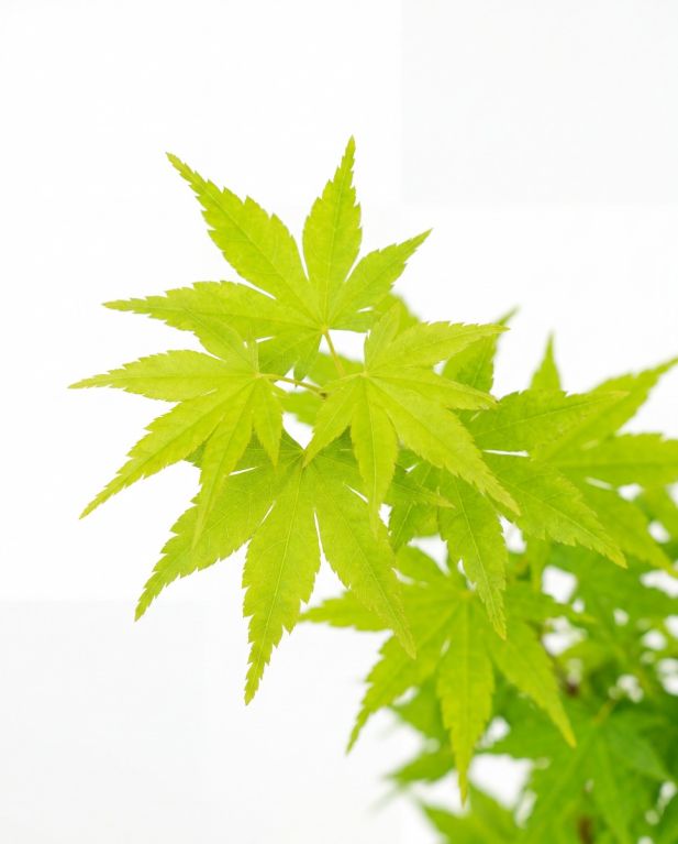 Acer going green p10