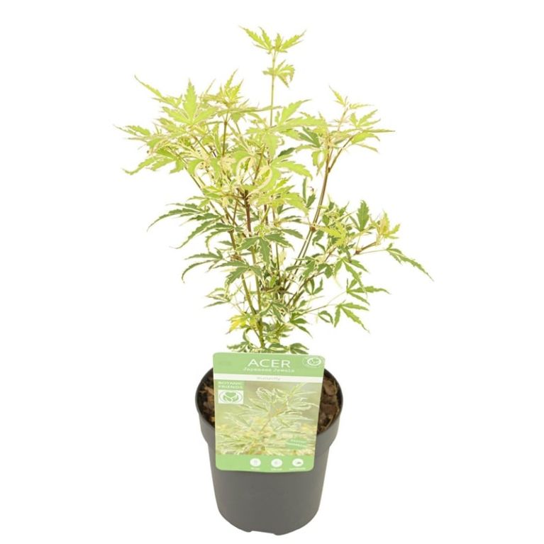 Acer palmatum butterfly 1-min