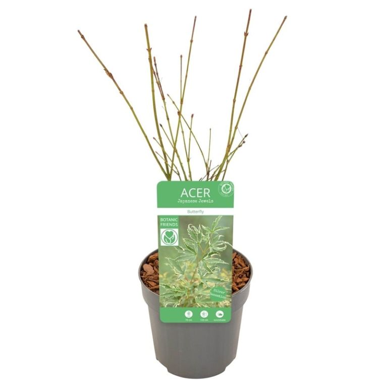 Acer palmatum butterfly 2-min