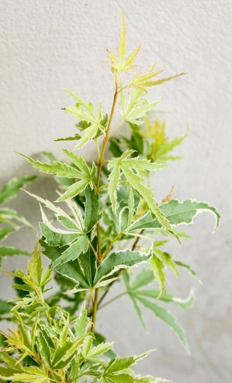 Acer palmatum butterfly 4-min