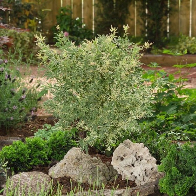Acer palmatum butterfly 5-min