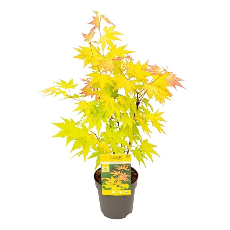 Acer palmatum orange dream 1-min