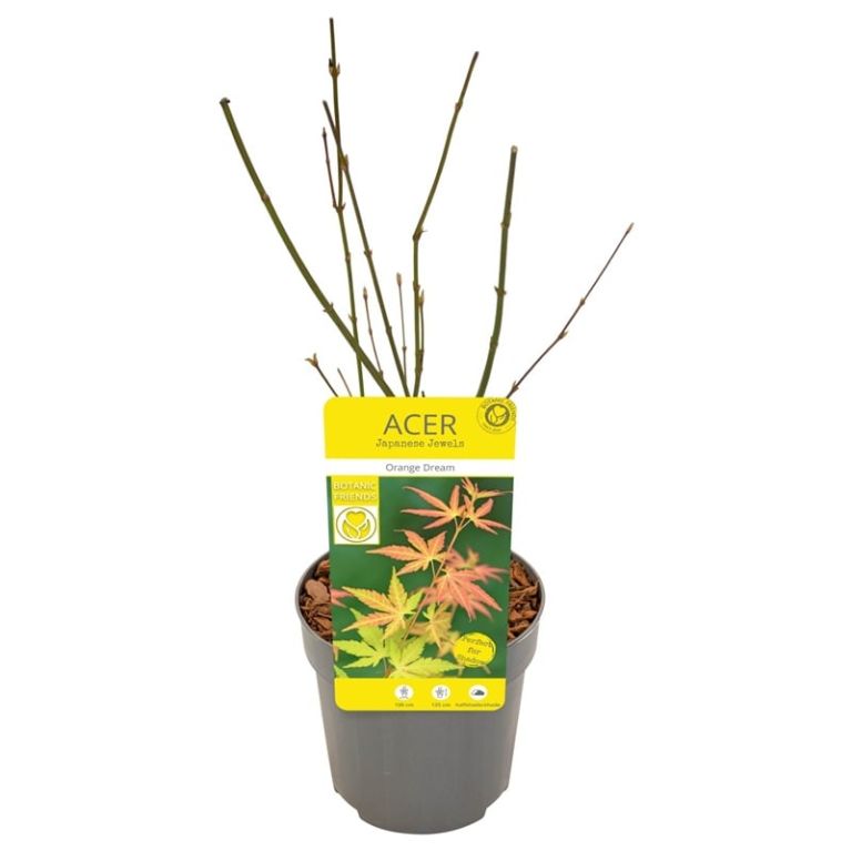 Acer palmatum orange dream 2-min