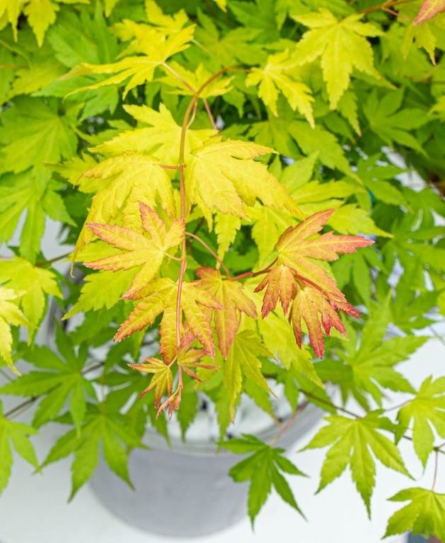 Acer palmatum orange dream 4-min