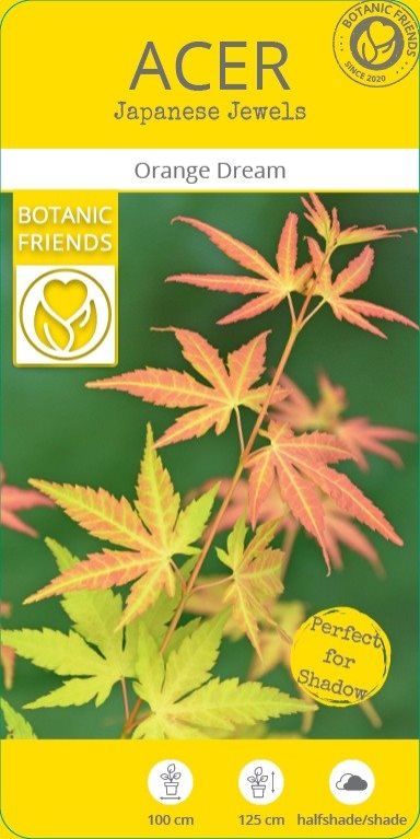 Acer palmatum orange dream 5-min