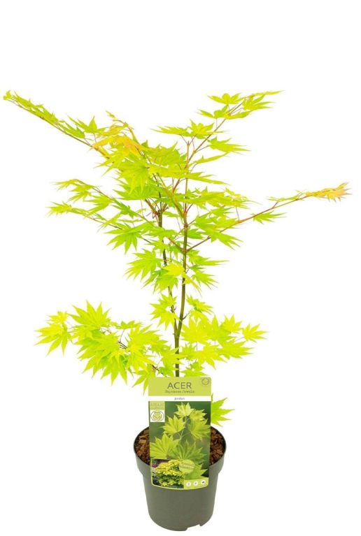 Acer shirasawanum jordan p19