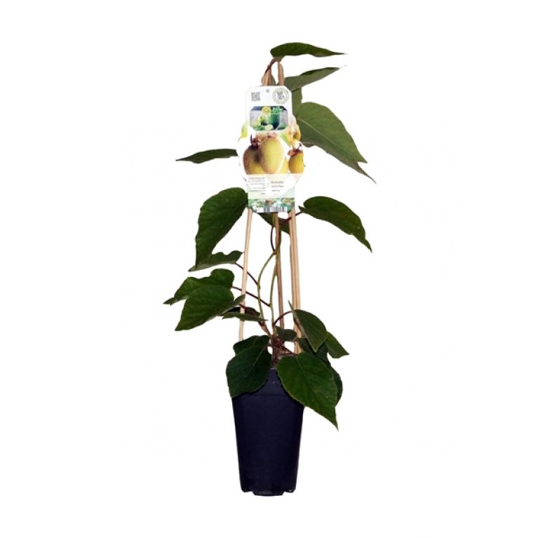 Actinidia deliciosa jenny