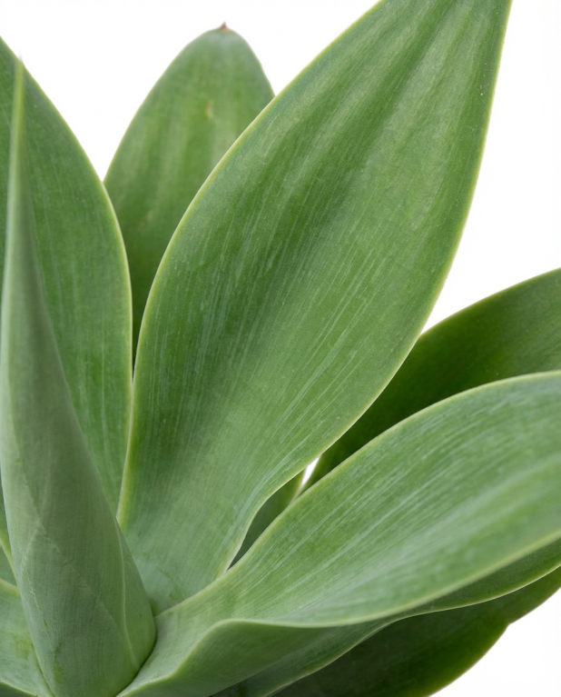 Agave attenuata 02