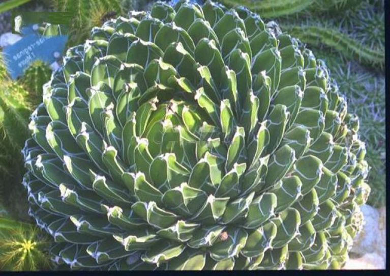 Agave victoria reginae wp