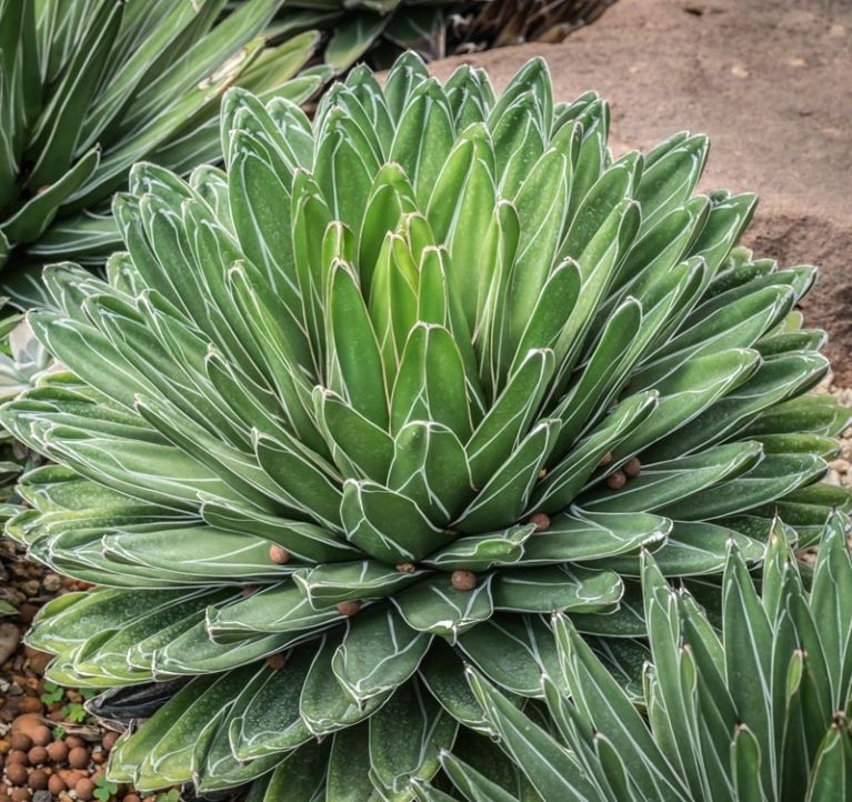 Agave victoriae reginae1-min