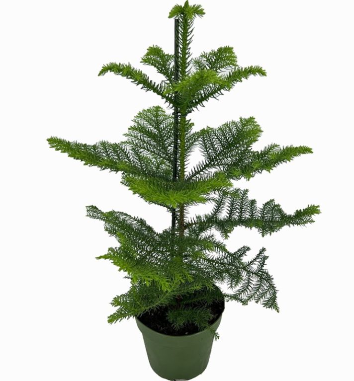 Araucaria heterophylla p17 k