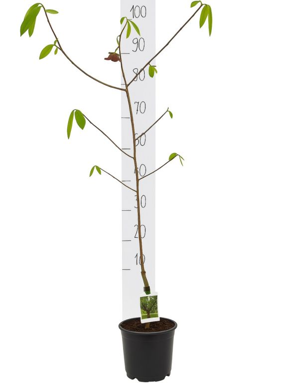 Asimina triloba white background