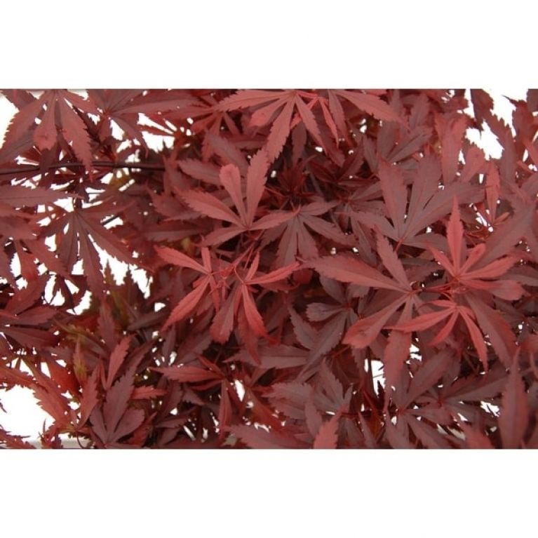 Atropurpureum blad-min