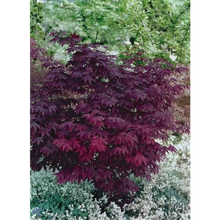 Atropurpureum struik-min