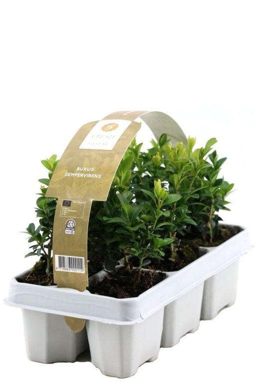 Buxus sempervirens - 2 x 6-Pack