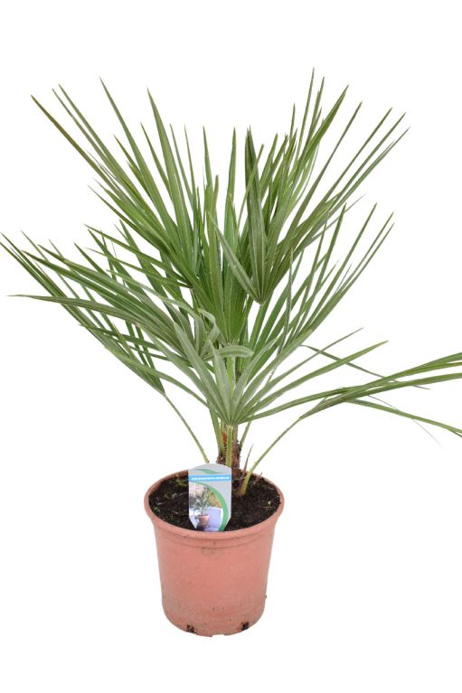 Chamaerops humilis p18 1
