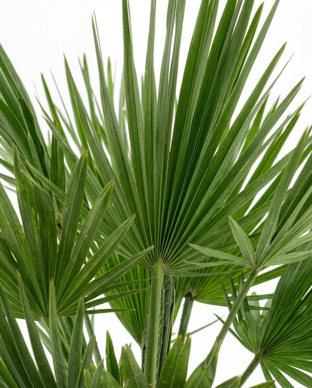 Chamaerops humilis vulcano p24 - p