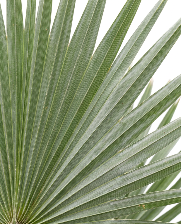 Chamaerops humilis vulcano p50 - p